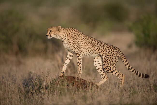 Exploring Kalahari's Unique Wildlife illustrated by a cheetah surrounded by grassland
