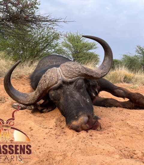 dead buffalo with claassens safaris logo