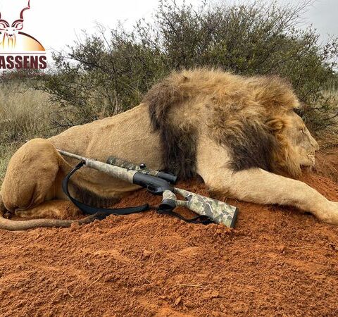 dead lion with rifle and claassens logo