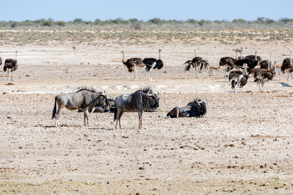 display of Kalahari's seasonal wonders with animals clustered around waterhole during season
