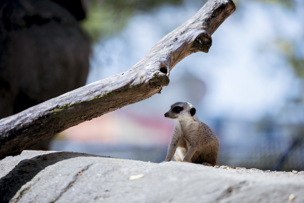 display of Kalahari's seasonal wonders with a mongoose squating under branch on a rock