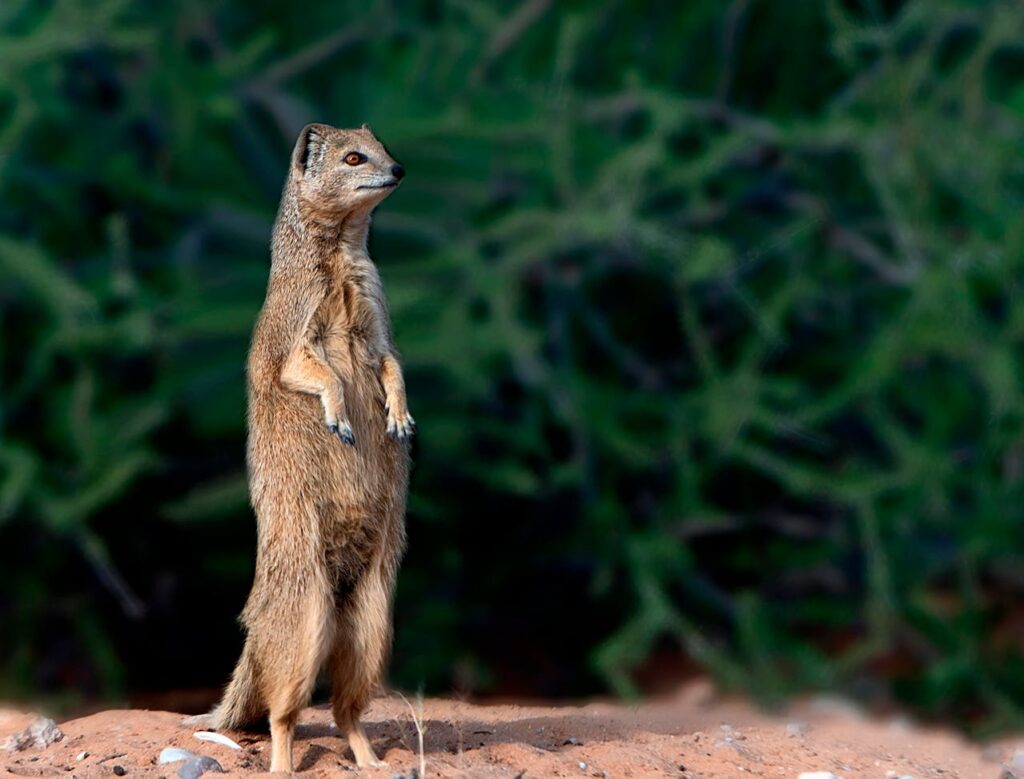 display of Kalahari's seasonal wonders with a mongoose on a rock surrounded by greenery during the wet season
