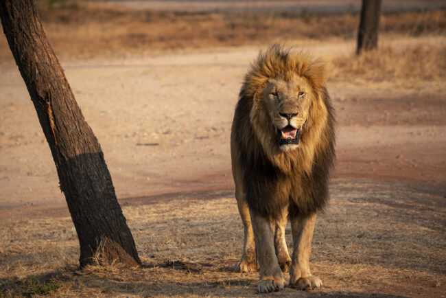 black maned lion walking next to tree in desert landscape as part of the history and tales of the kalahari