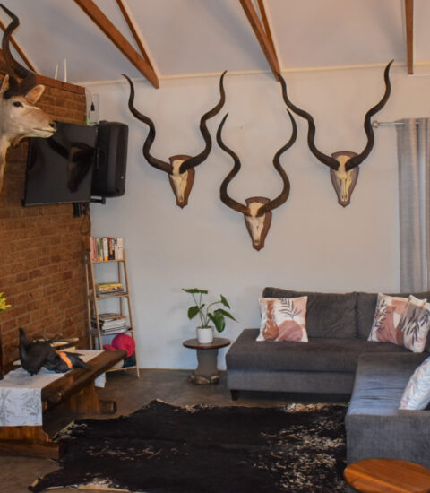 gallery illustrating lounge area with taxidermy on walls of Claassens Safaris