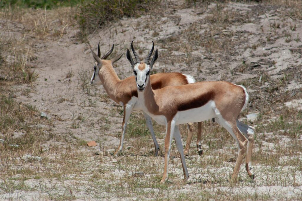 knowing how to plan a successful trophy hunt illustrated by springboks on sparse grassland