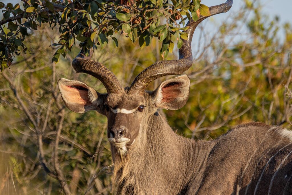 knowing how to plan a successful trophy hunt illustrated by kudu surrounded by trees