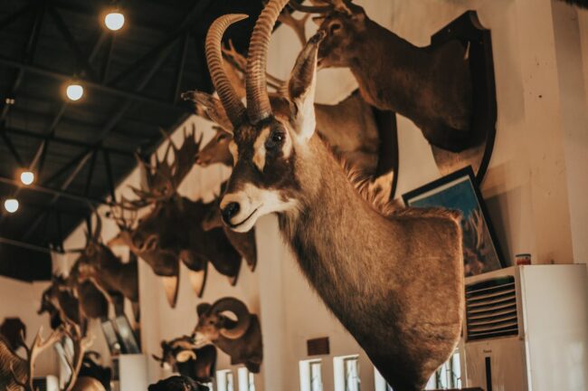 knowing how to plan a successful trophy hunt illustrated by mounted horned deer