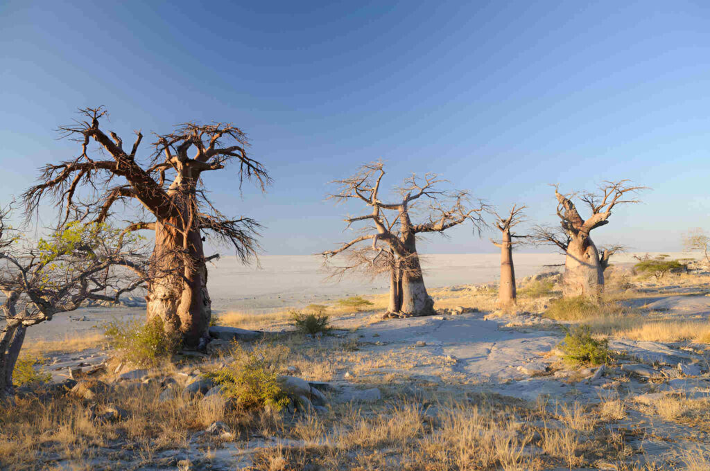 Kalahari’s Ancient Trade Routes illustrated by spars trees in Makgadikgadi Salt Pans