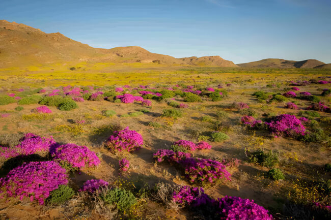 Namibia Desert in Bloom