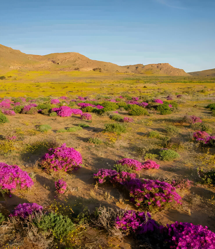 Namibia Desert in Bloom