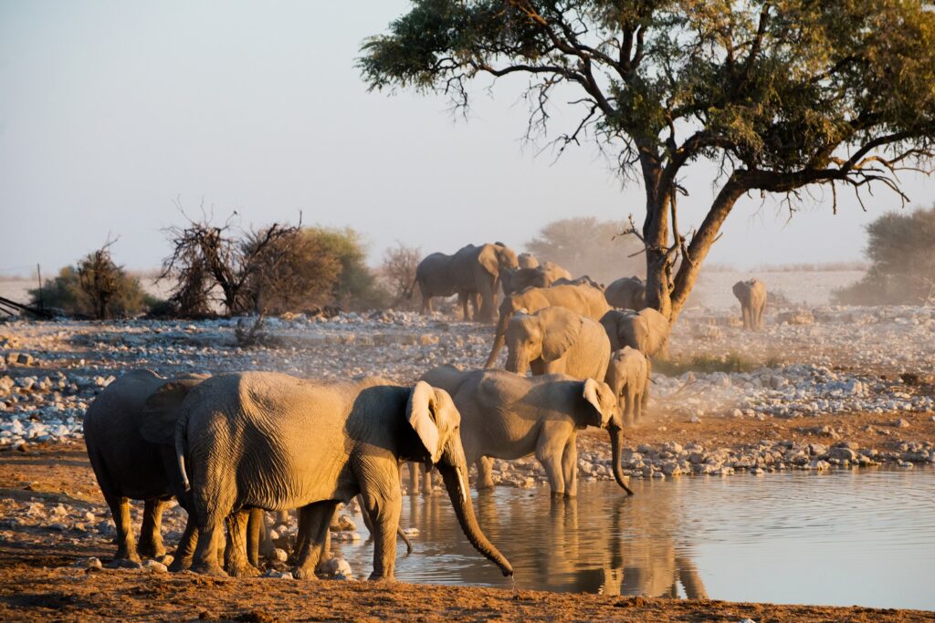 season where the Desert is in Bloom illustrated by _elephants-near-a-waterhole-in-namibia