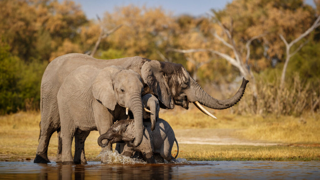 Big Game Portraits illustrated by elephants at waterhole