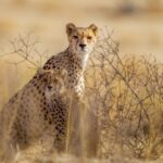 Big Game Portraits illustrated by cheetah cubs surrounded by yellowed out plants in desert
