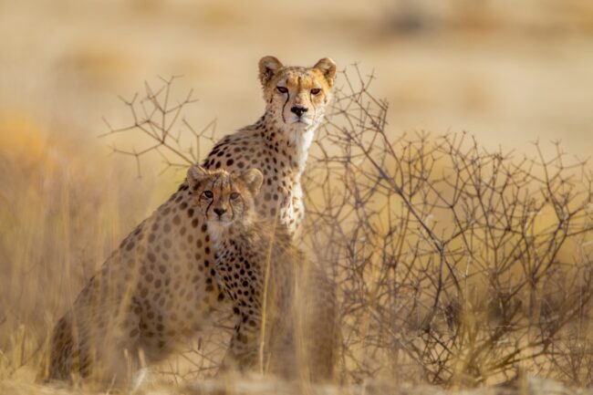 Big Game Portraits illustrated by cheetah cubs surrounded by yellowed out plants in desert