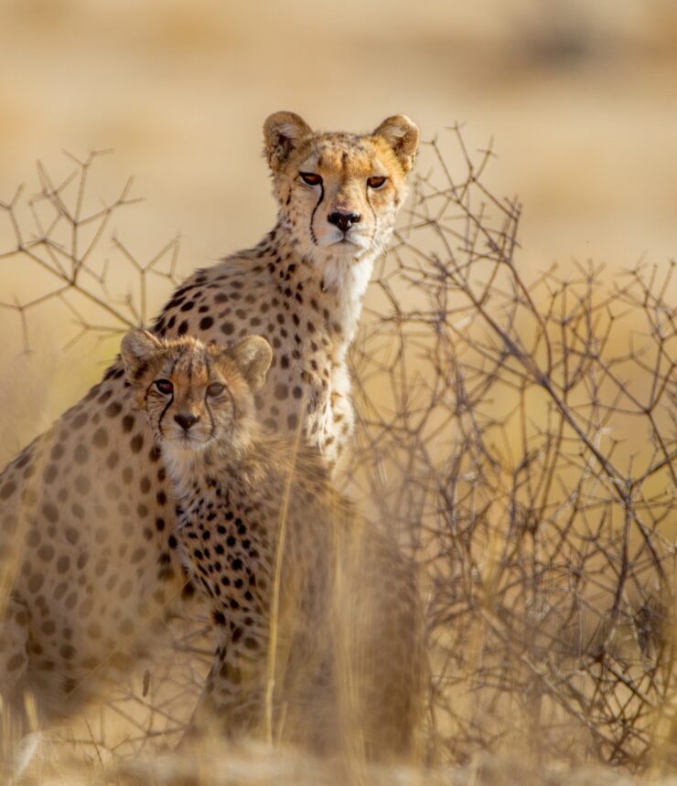 Big Game Portraits illustrated by cheetah cubs surrounded by yellowed out plants in desert