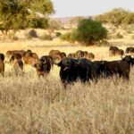 herd of cape buffalo in savannah