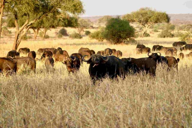herd of cape buffalo in savannah