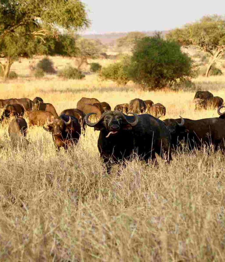 herd of cape buffalo in savannah