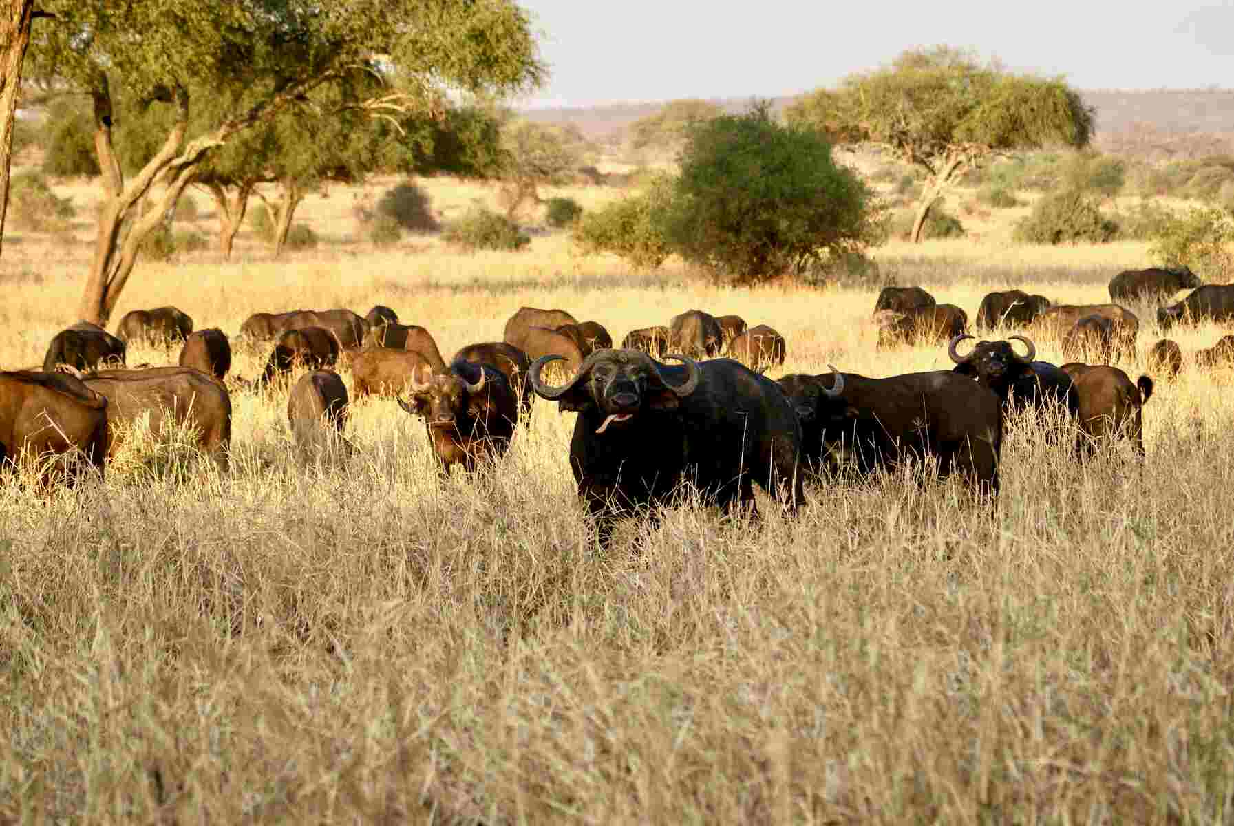 herd of cape buffalo in savannah