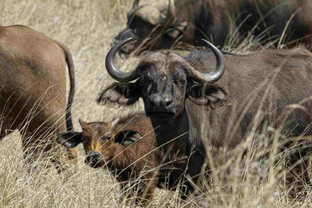 buffalo with calf surrounded by herd illustrating Kalahari's Buffalo Blueprint