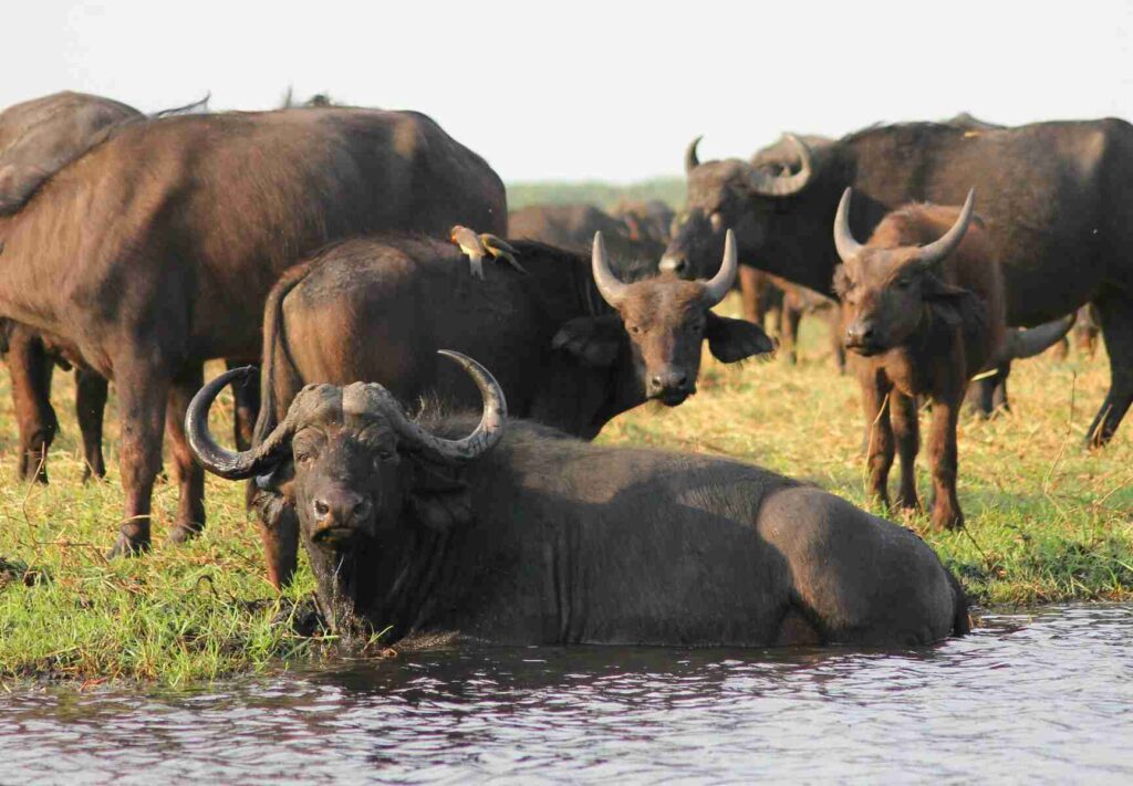 buffalo in waterhole surrounded by herd illustrating Kalahari's Buffalo Blueprint